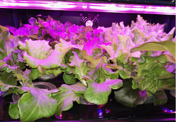 UVLED plant assisted growth